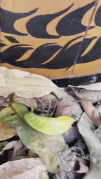 Handcrafted Medieval Viking Shield – 24-Inch Wooden Battle-Ready Defense